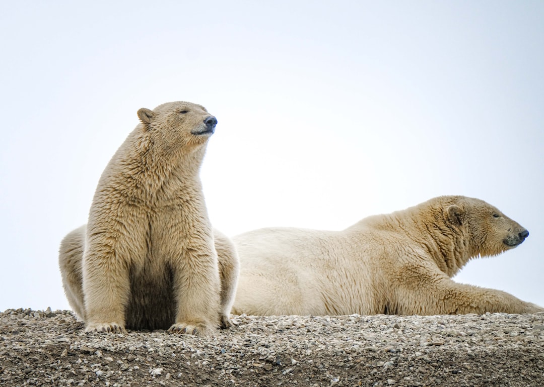 Svalbard : royaume des ours polaires
