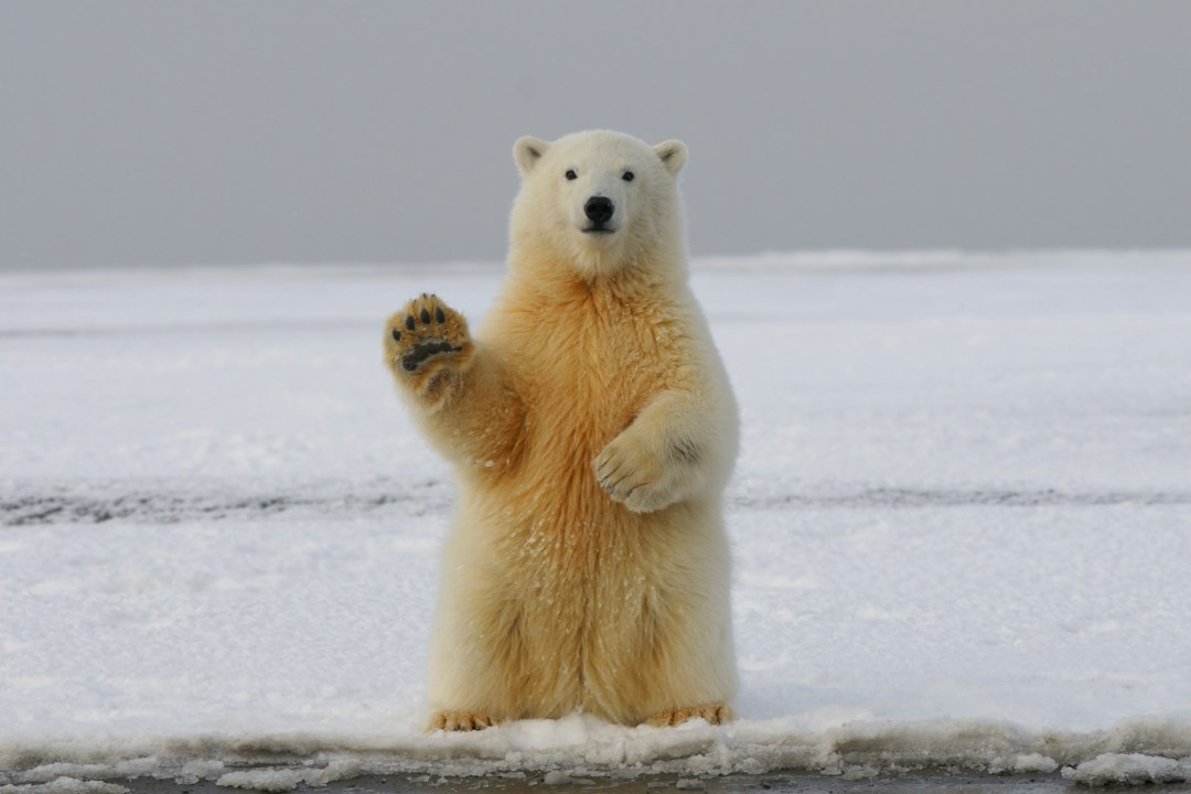 Svalbard : royaume des ours polaires